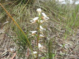 Image of Fragrant leek orchid