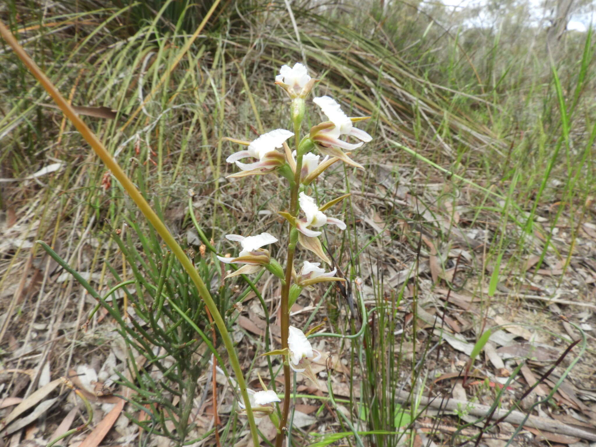 Image of Fragrant leek orchid