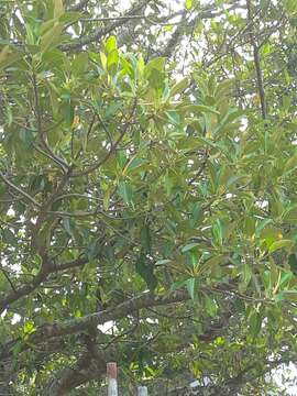 Image of Moreton Bay fig