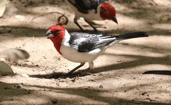 Image of Red-cowled Cardinal