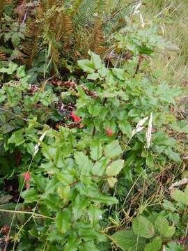 Image of Hollyleaved barberry