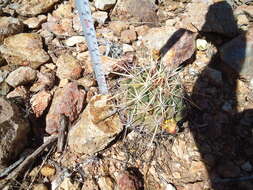 Image of Thelocactus bicolor subsp. heterochromus (F. A. C. Weber) Mosco & Zanov.