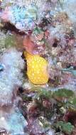 Image of white-spotted yellow nudibranch