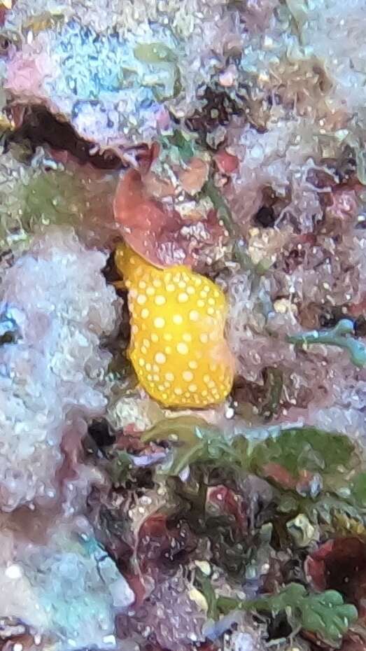 Image of white-spotted yellow nudibranch