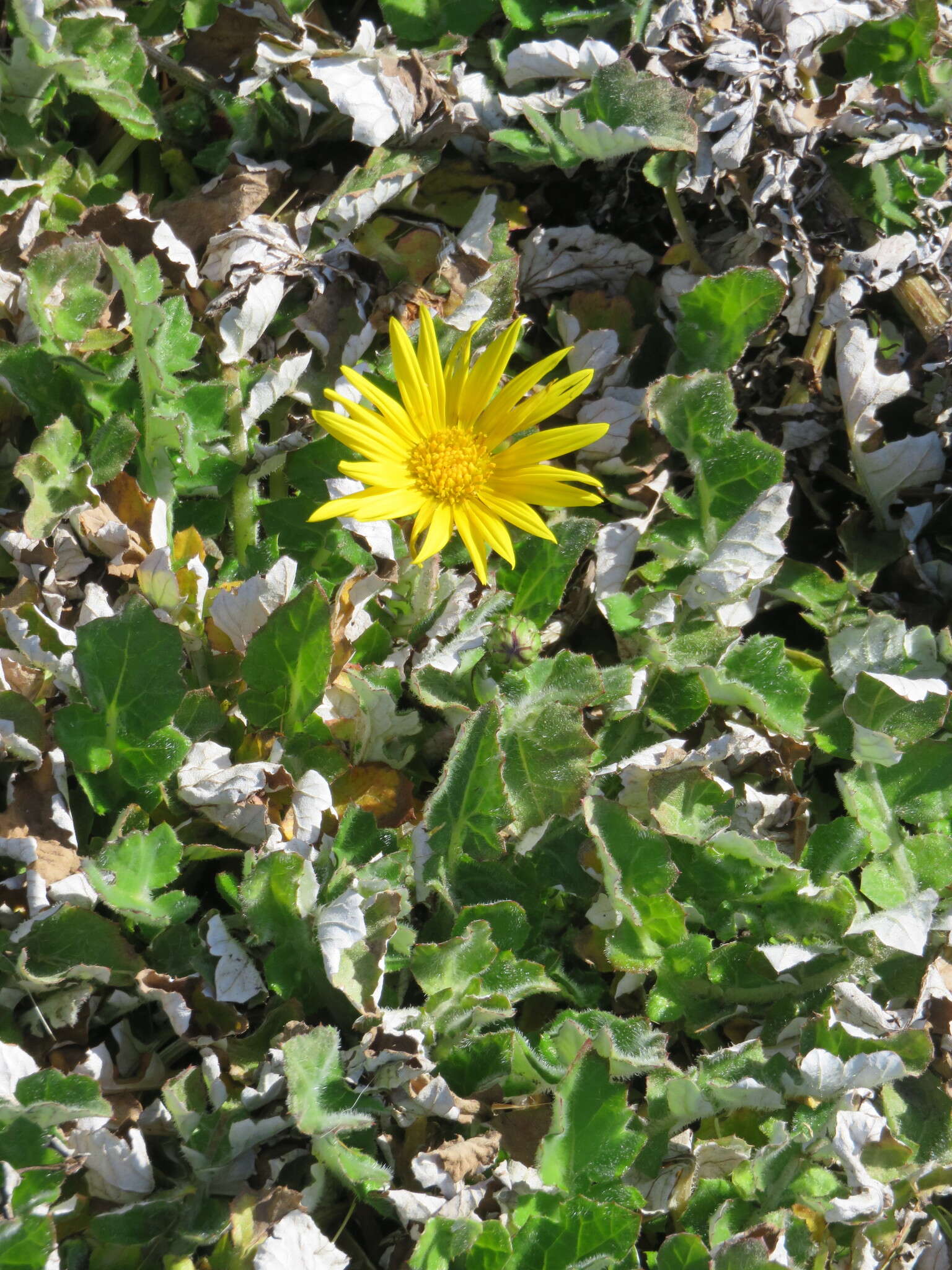 Plancia ëd Arctotheca prostrata (Salisb.) Britten