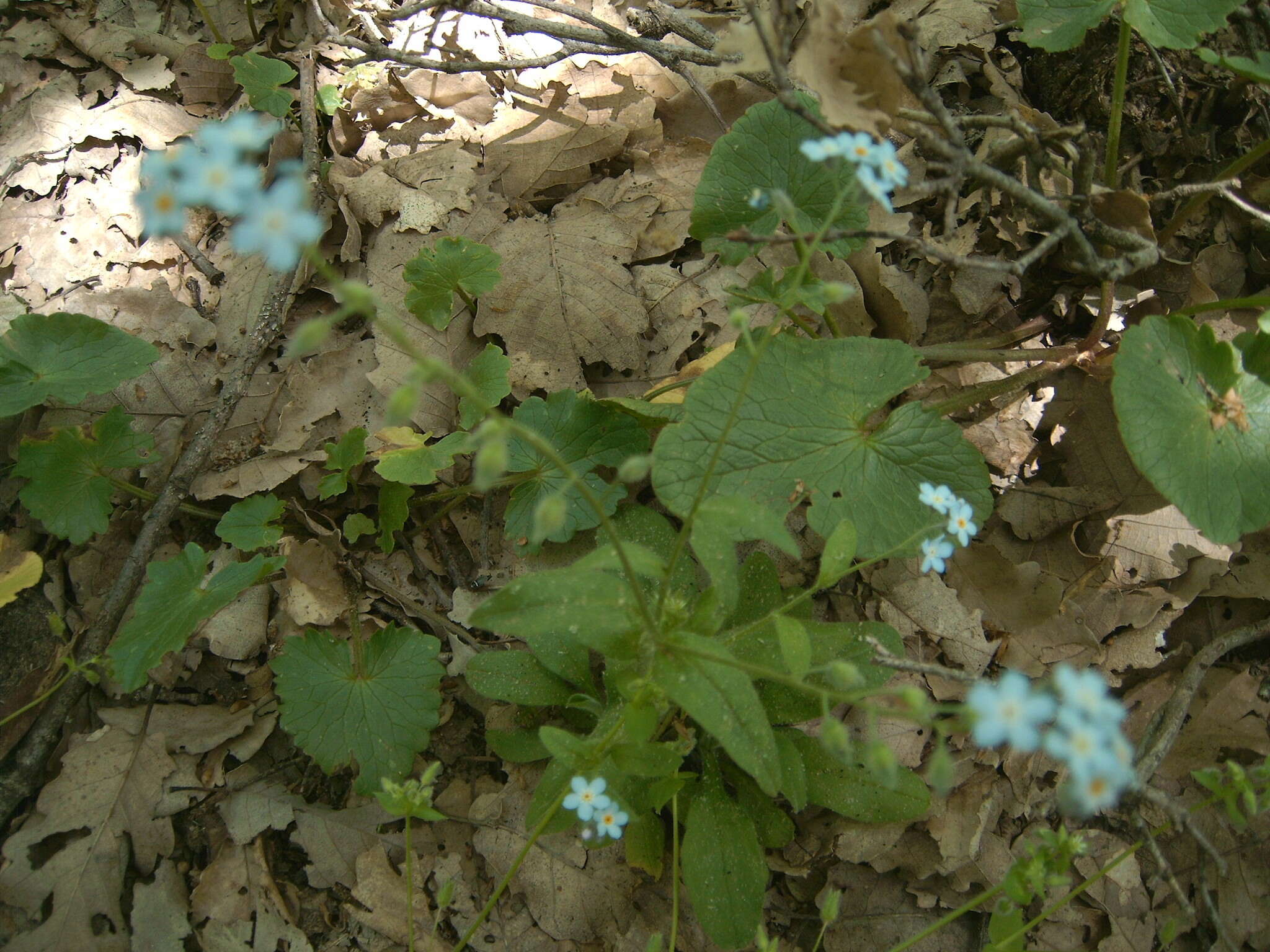 Plancia ëd Myosotis speciosa Pomel