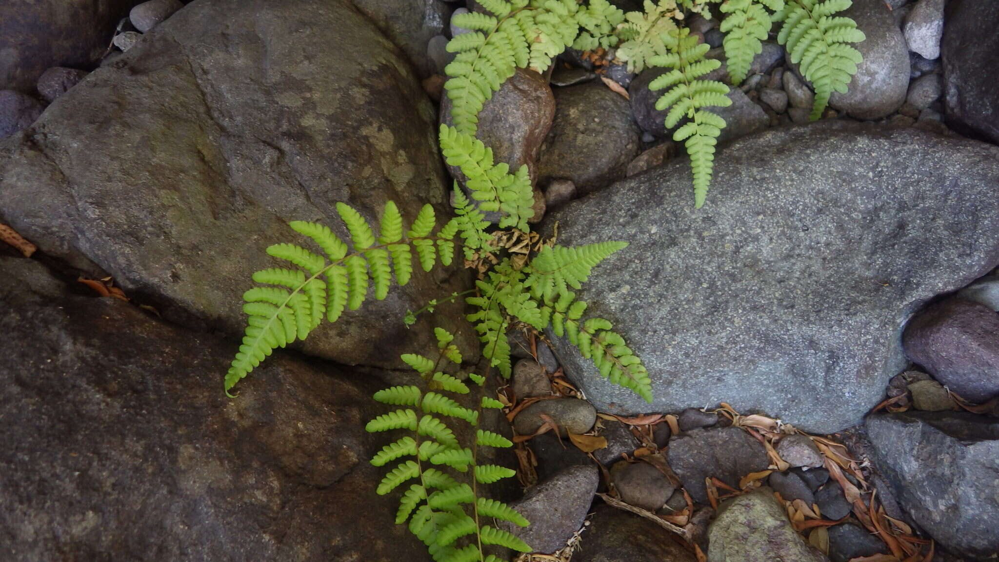 Amauropelta argentina (Hieron.) Salino & T. E. Almeida的圖片