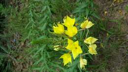 Imagem de Oenothera rhombipetala Nutt. ex Torr. & Gray