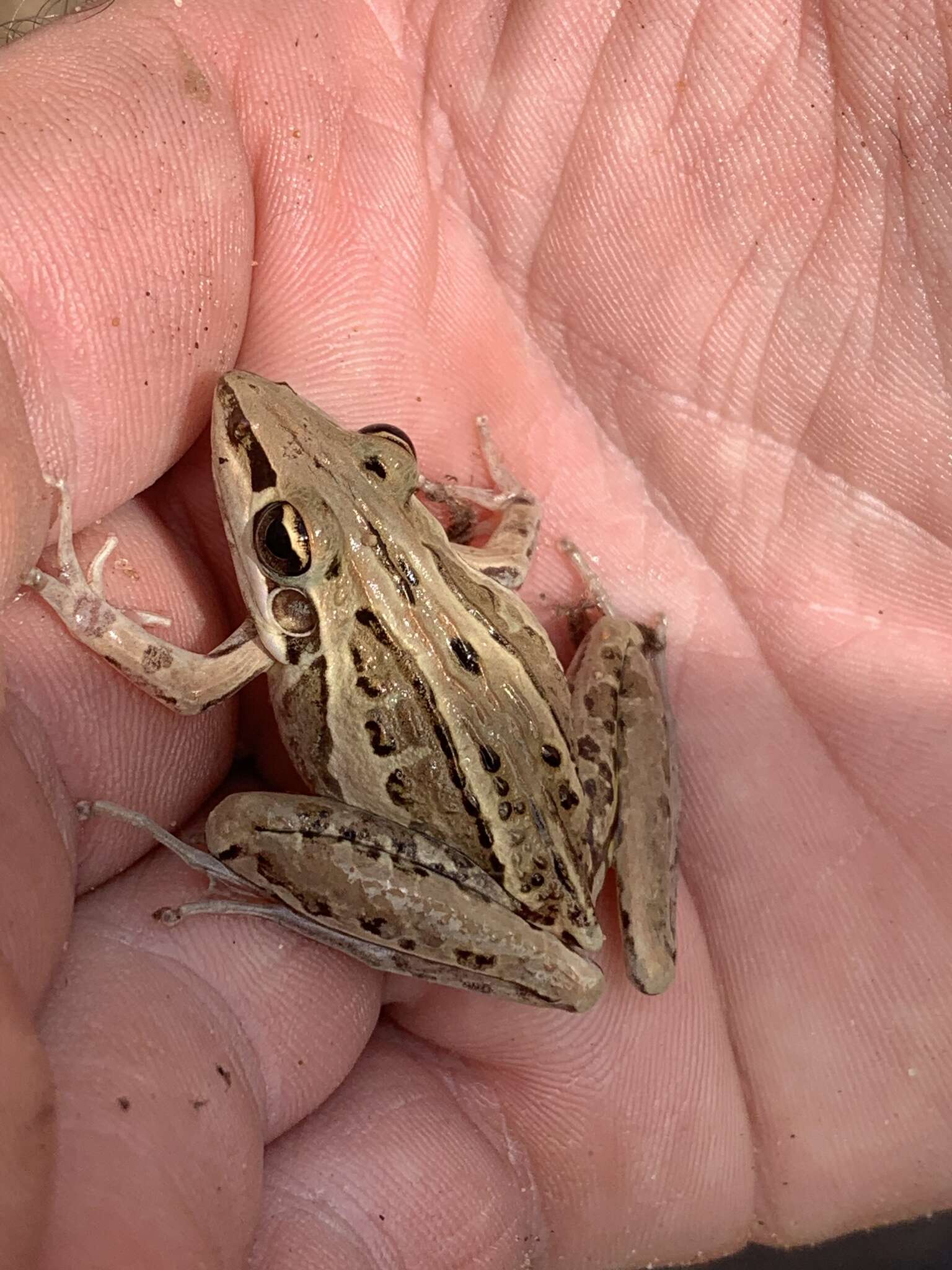 Litoria nasuta (Gray 1842)的圖片