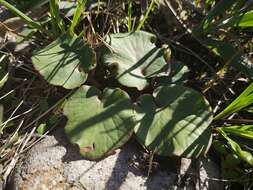 Image of Pelargonium asarifolium (Sweet) G. Don