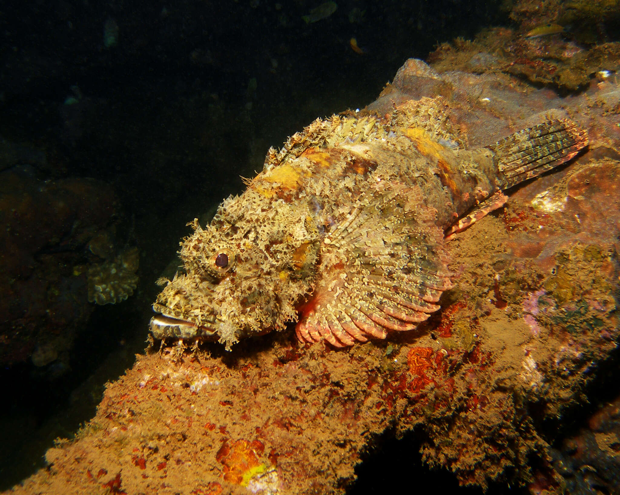 Scorpaenopsis oxycephala (Bleeker 1849) resmi