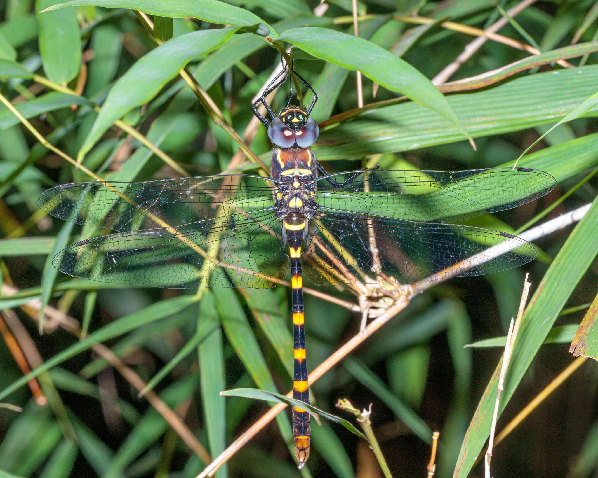 Image of Epophthalmia frontalis Selys 1871