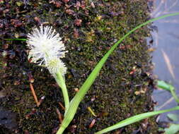 Image of Northern Burr-Reed