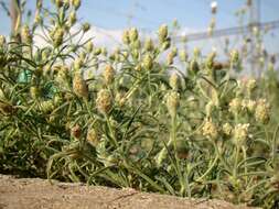 Image of Sand Plantain