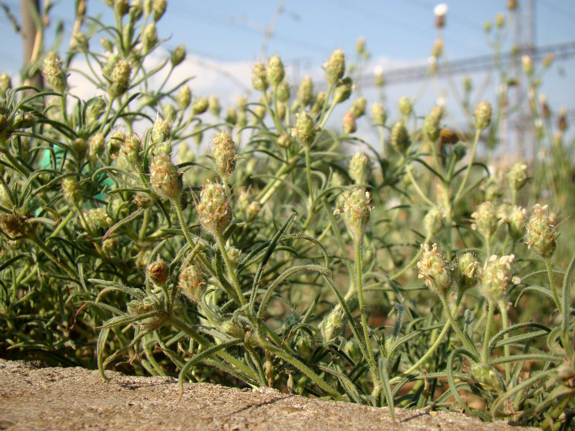 Imagem de Plantago arenaria Waldst. & Kit.