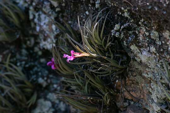 Imagem de Tillandsia argentina C. H. Wright