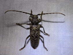 Image of Enaphalodes atomarius (Drury 1773)