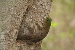 Image of Standing's Day Gecko