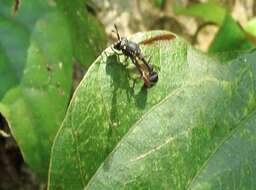 Image of Monoceromyia obscura (Brunetti 1907)