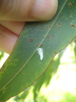 Image of Eucalyptolyma