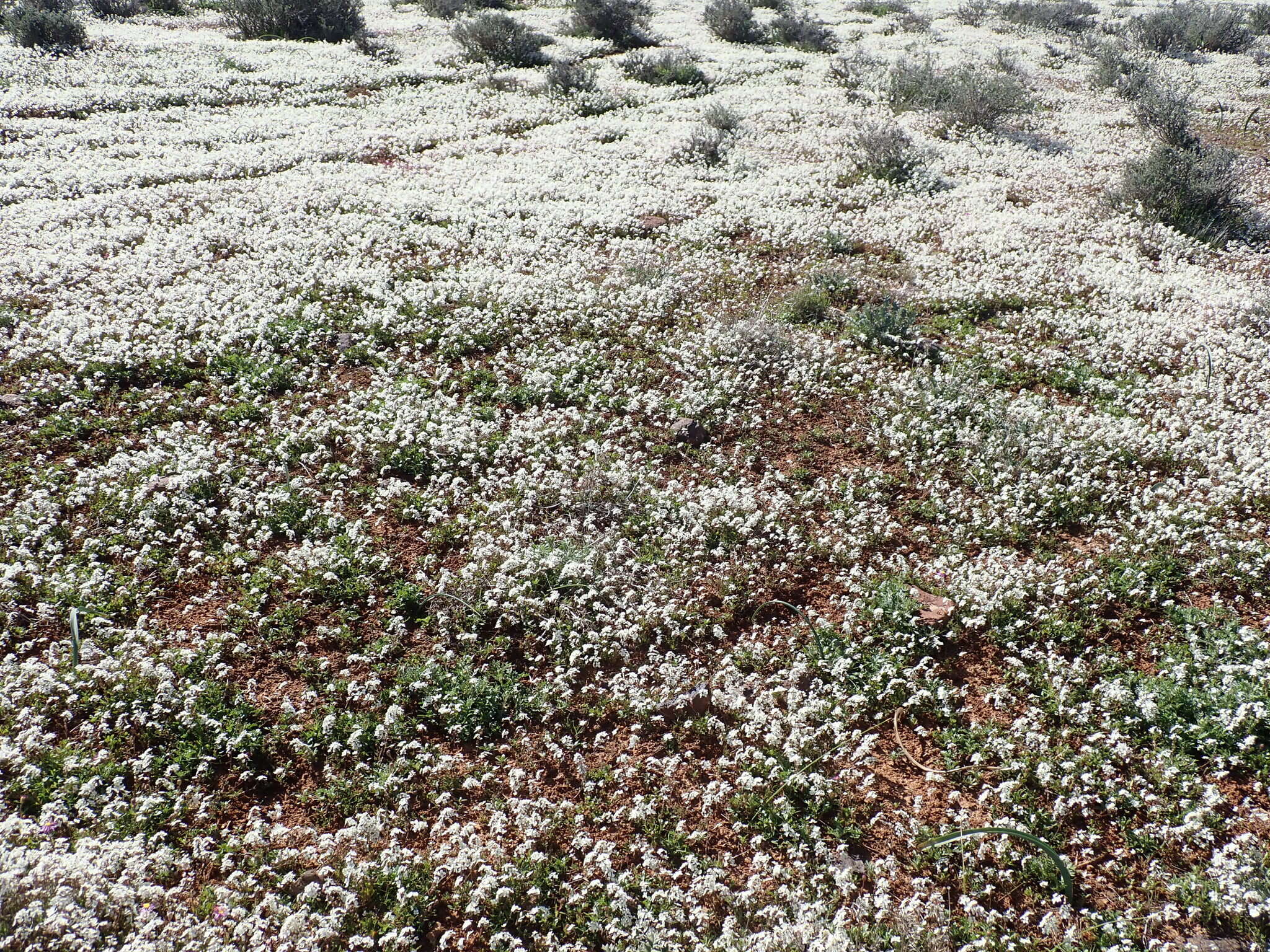 Image of Heliophila pubescens Burch. ex Sond.