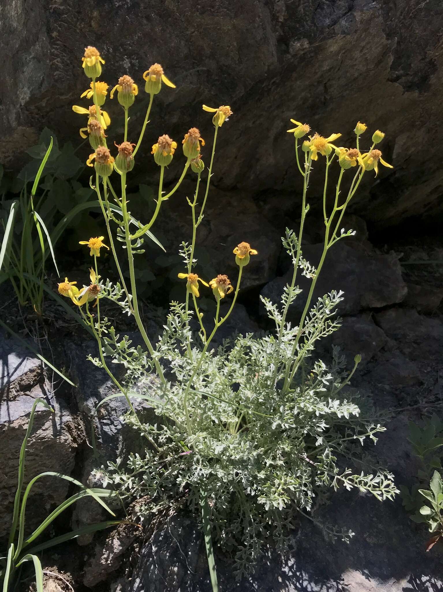 Image of Lewis' groundsel