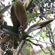 Plancia ëd Leochilus labiatus (Sw.) Kuntze