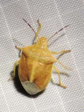 Image of Red-shouldered Stink Bug