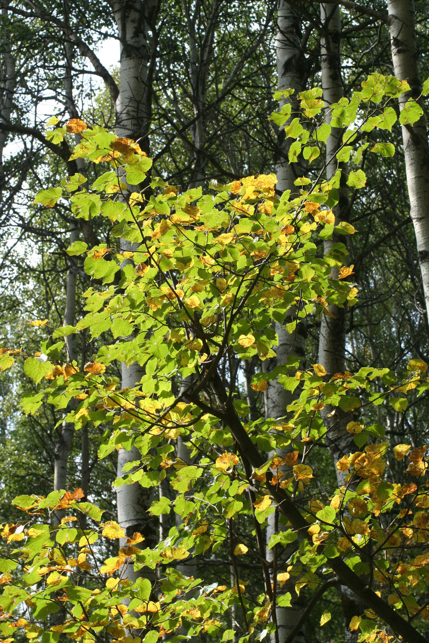 Image of Tilia amurensis var. sibirica (Fisch. ex Bayer) Y. C. Zhu