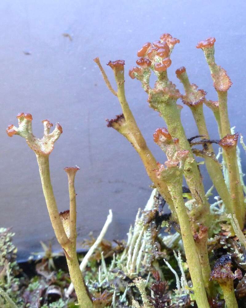 Image of cup lichen