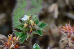 Слика од Trifolium scabrum L.