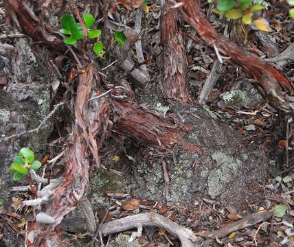 Image of dacite manzanita