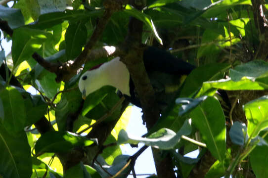 Image of Red-naped Fruit Dove