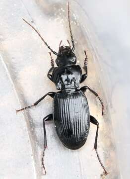 Image of Pterostichus (Pterostichus) cristatus (L. Dufour 1820)