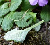 Primula caveana W. W. Sm. resmi