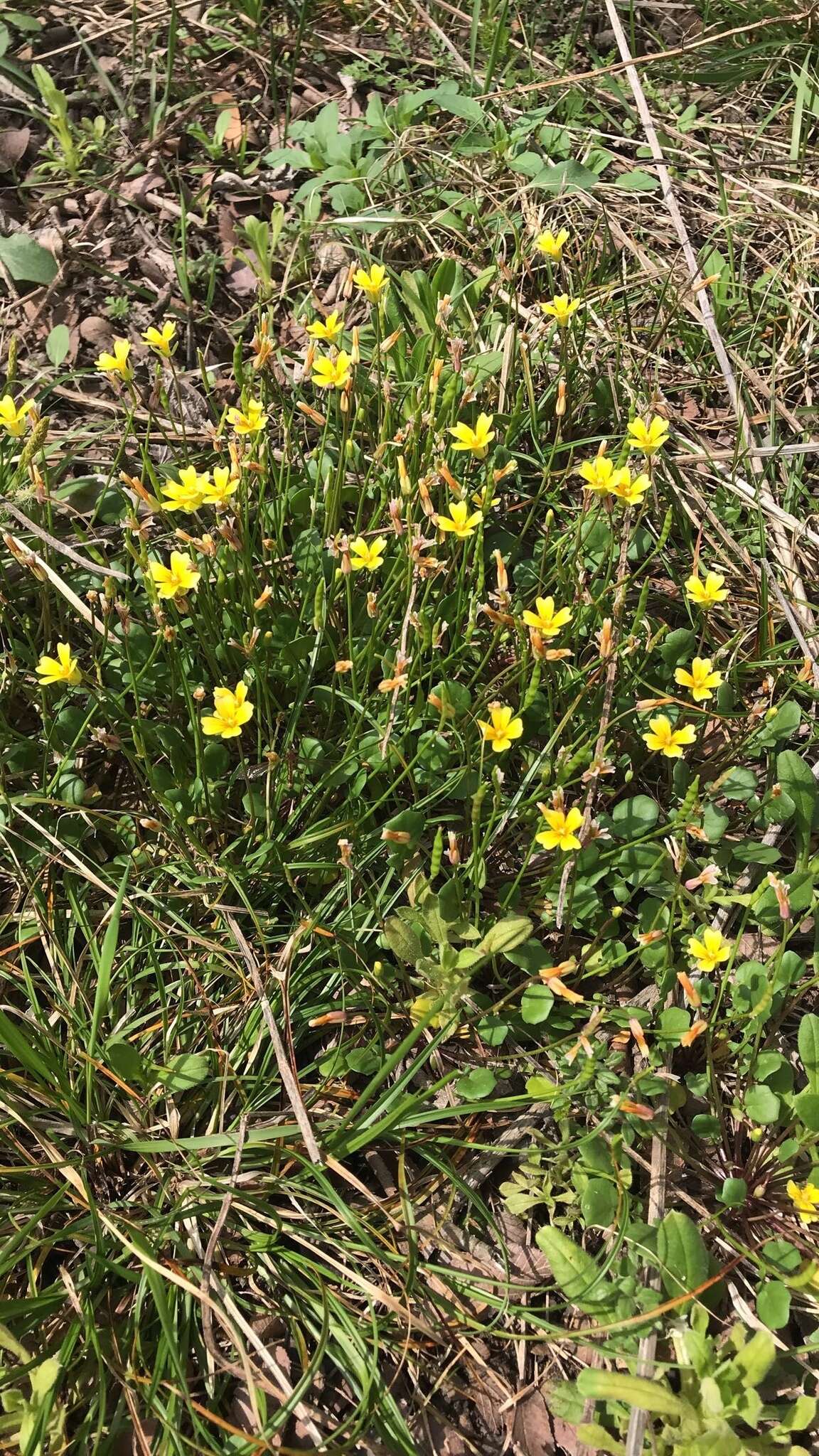 Imagem de Leavenworthia aurea Torr.