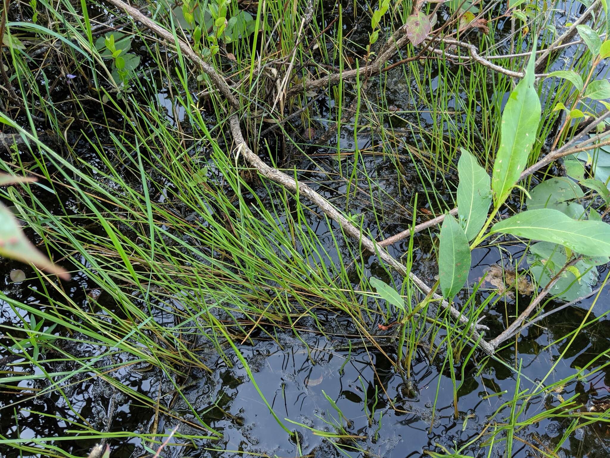 Image of Robbins' Spike-Rush