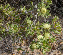 Image of Banksia obovata A. R. Mast & K. R. Thiele