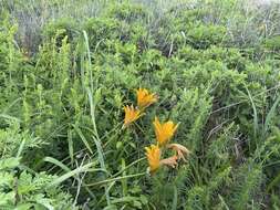 Image of Amur daylily