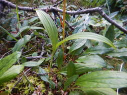 Endocellion sibiricum (J. F. Gmel.) Toman resmi