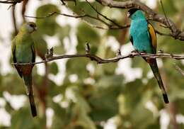 Image of Hooded Parrot