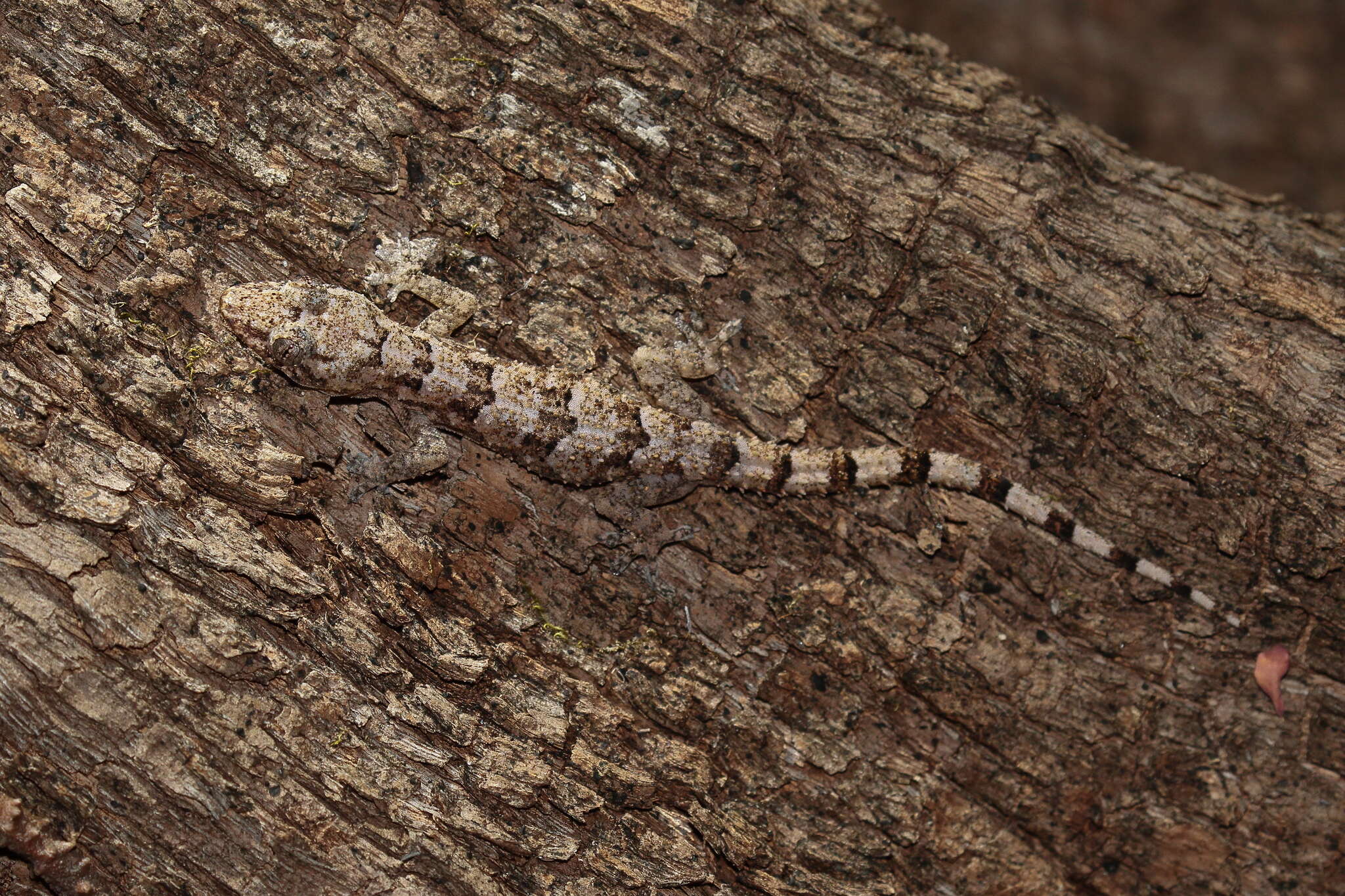 Image of Hemidactylus mercatorius Gray 1842