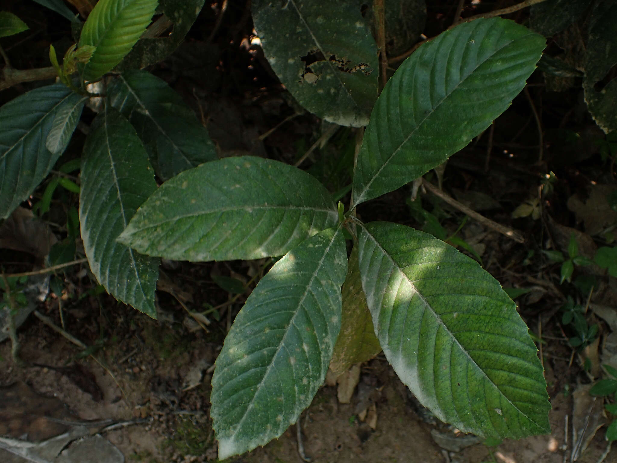 Image of Tetracera sarmentosa (L.) Vahl