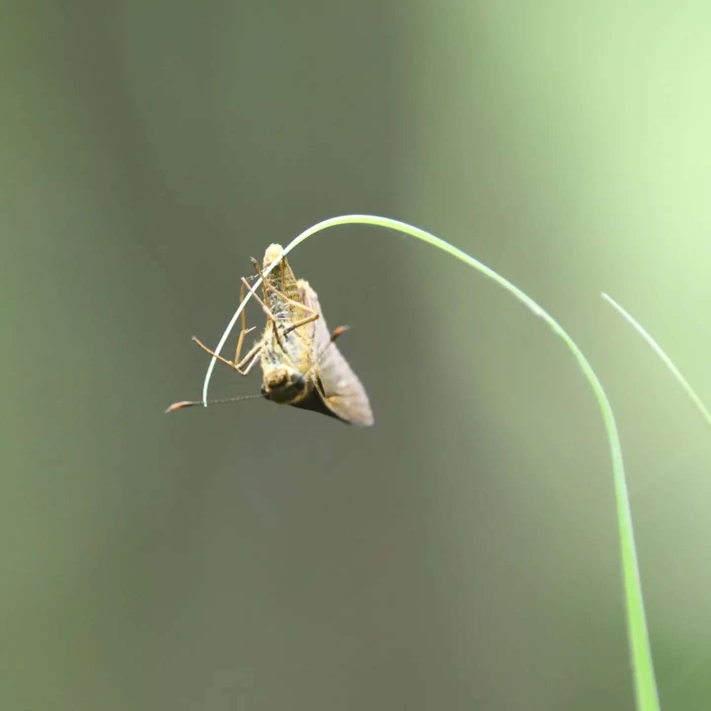 黄纹长标弄蝶的圖片