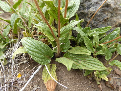 Image of Calceolaria germainii Witasek