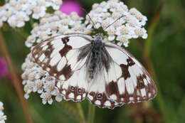 Imagem de Melanargia lachesis Hübner 1790