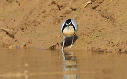 Image of Egyptian plovers