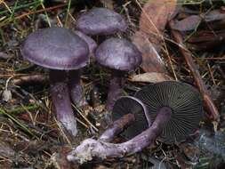 Image of Cortinarius austroviolaceus Gasparini 2001