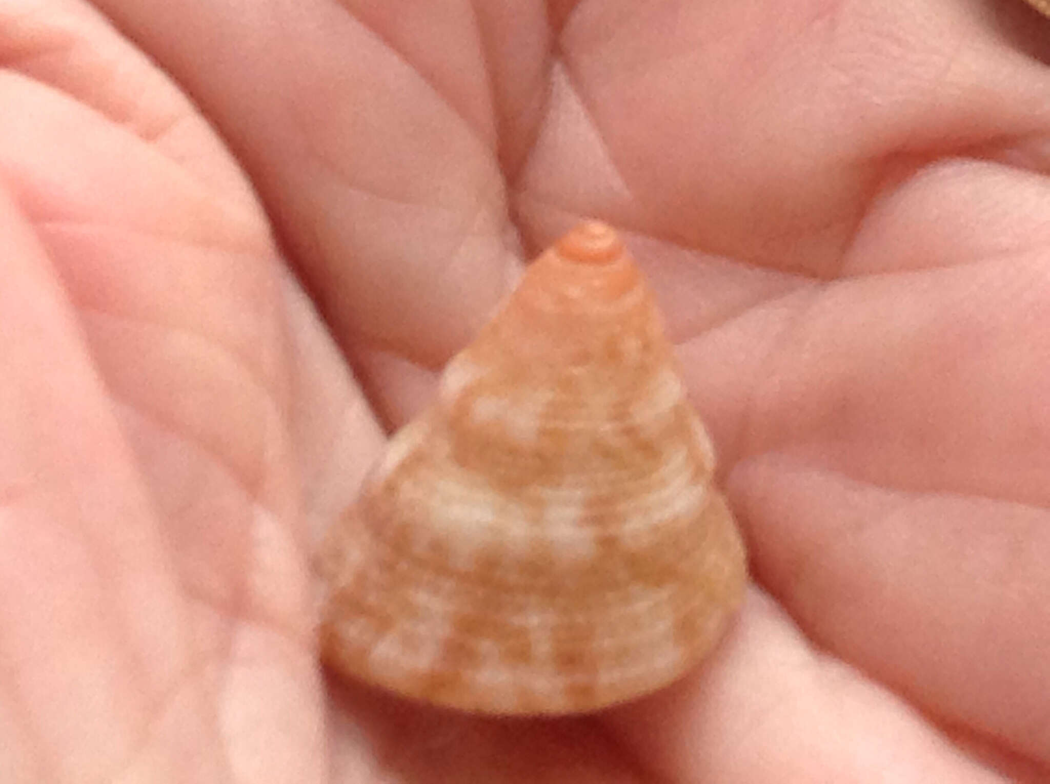 صورة Calliostoma scalenum Quinn 1992