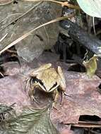 Image of Brimley's Chorus Frog